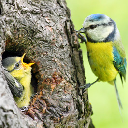 Bird Supplies in Garstang