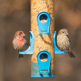 Bird Supplies in Garstang