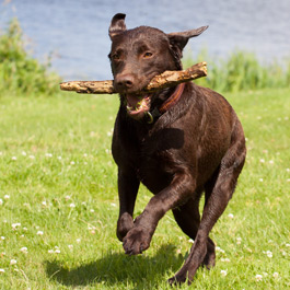 Dog Supplies in Garstang