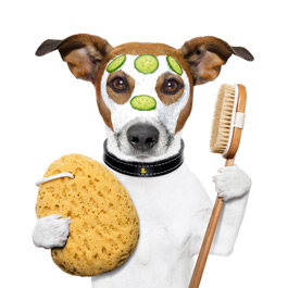 Dog Grooming in Garstang