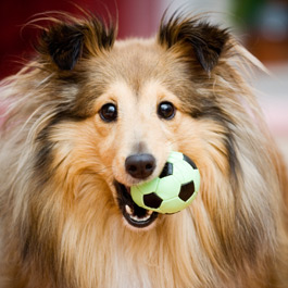 Dog Toys in Garstang